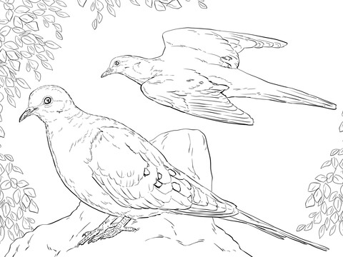 Two Mourning Doves Coloring Page